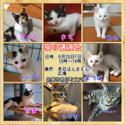 猫の譲渡会　三重県名張市