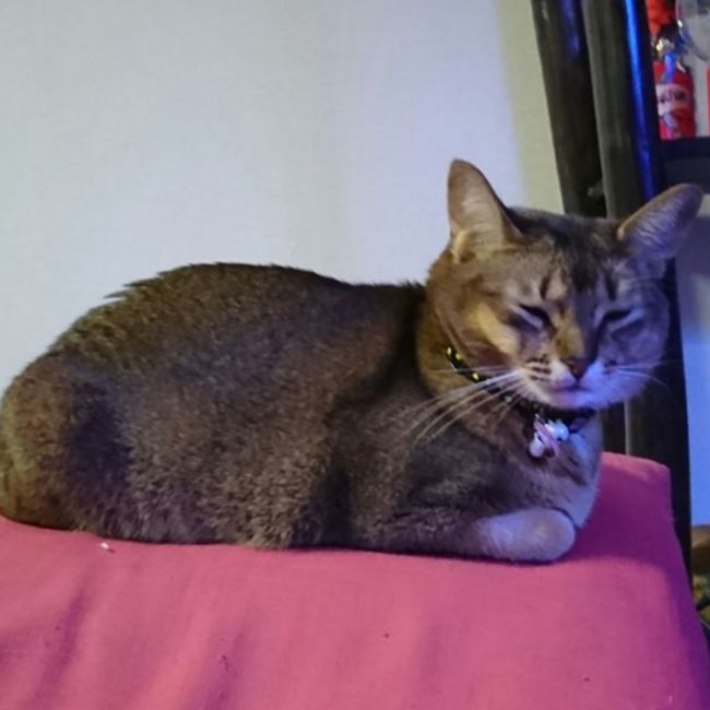 てつ859のカバー写真