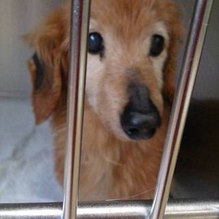 【感謝】里親様へ繋がりました！DAKSちゃん♀