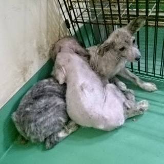 【感謝】保護主様へ繋がりました！子犬①♂