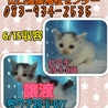 ちっちゃい子猫達！家族を待ってます(;_;) サムネイル4