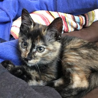 生後3カ月の保護猫（メス）