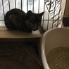 生後3カ月の保護猫（メス） サムネイル2