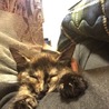生後3カ月の保護猫（メス） サムネイル3