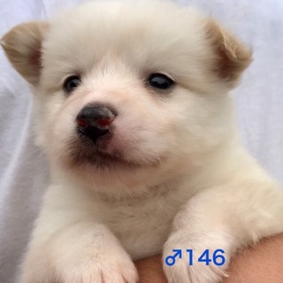 ♂146 里親募集中です！