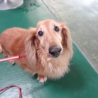 15歳ダックスくん　残り少ない犬生、共に歩いて…