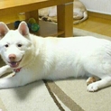 秋田mix緊急ですどうしても飼育できなくなりました