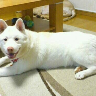 秋田mix緊急ですどうしても飼育できなくなりました