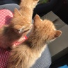可愛らしい三つ子ちゃんです。 サムネイル6