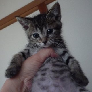 キジトラ甘えんぼ兄妹子猫