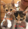 ＊三毛猫姉妹の『にこちゃん』『まこちゃん』＊
