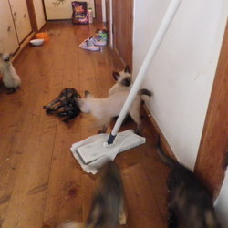 里親さん、募集中　６匹子猫　その３