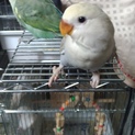 小桜インコ(アメシナバイオレット♀)