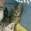 キジトラ♀仔猫 元気です！