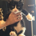 実家で保護した野良猫の赤ちゃん