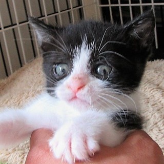 活発でヒト馴れ抜群の子猫　はなちゃん（1か月半）