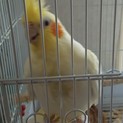 オカメインコの乙女さん