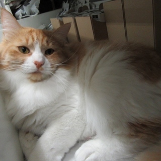 ふさふさ姫様「おふね」１歳