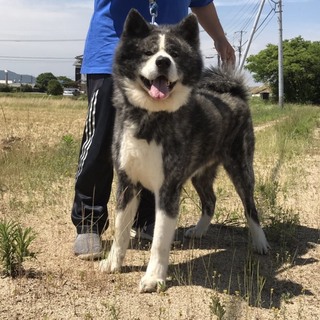 秋田犬 虎の男の子
