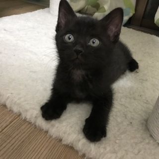 【可愛い♡ゴロゴロ懐っこい】チビクロ男子 約２ヶ月