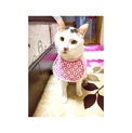 人間大好き猫ちゃんの里親さん募集中