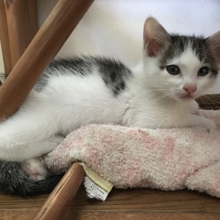 子猫の里親募集