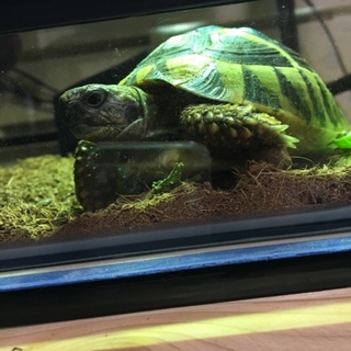 決定しました！