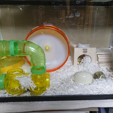今日(6/21）のジジの部屋  色々と考えて、この形に変更。60cm水槽では、これが限界かな？