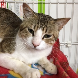 初めてでも飼育可能なキジ白☆七之助くん　２歳位