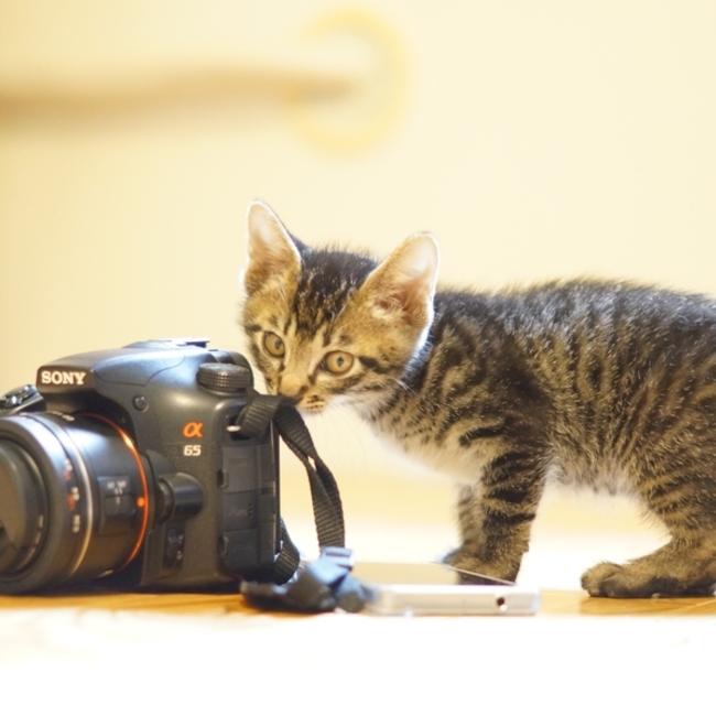 猫田大吉のカバー写真