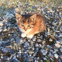 三毛猫！子猫保護しました！