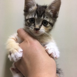 一時停止　甘えん坊なしまミケ