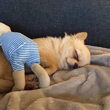 Seepy Piko!