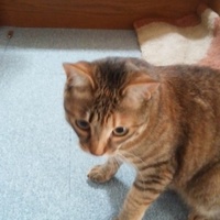 ゆな