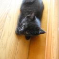 ノラ猫の子猫を保護しました