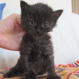 ゴージャス半長毛黒猫ころころ君　離乳中