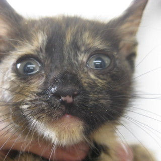 里親決定！！家族ができました(*´▽｀*)