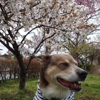 晴山　コロ