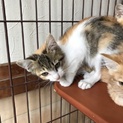 2ヶ月カワイイ三毛猫ちゃん
