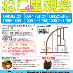 6月25日(日)地域猫から社会猫へ 四谷猫廼舎(ねこのや)里親会(ボランティアも募集中)