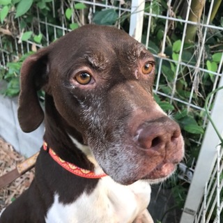 愛嬌ある顔と性格の甘えっ子。ポインター♂のアイーン