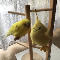 ぴーちゃん