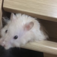 ちくわ