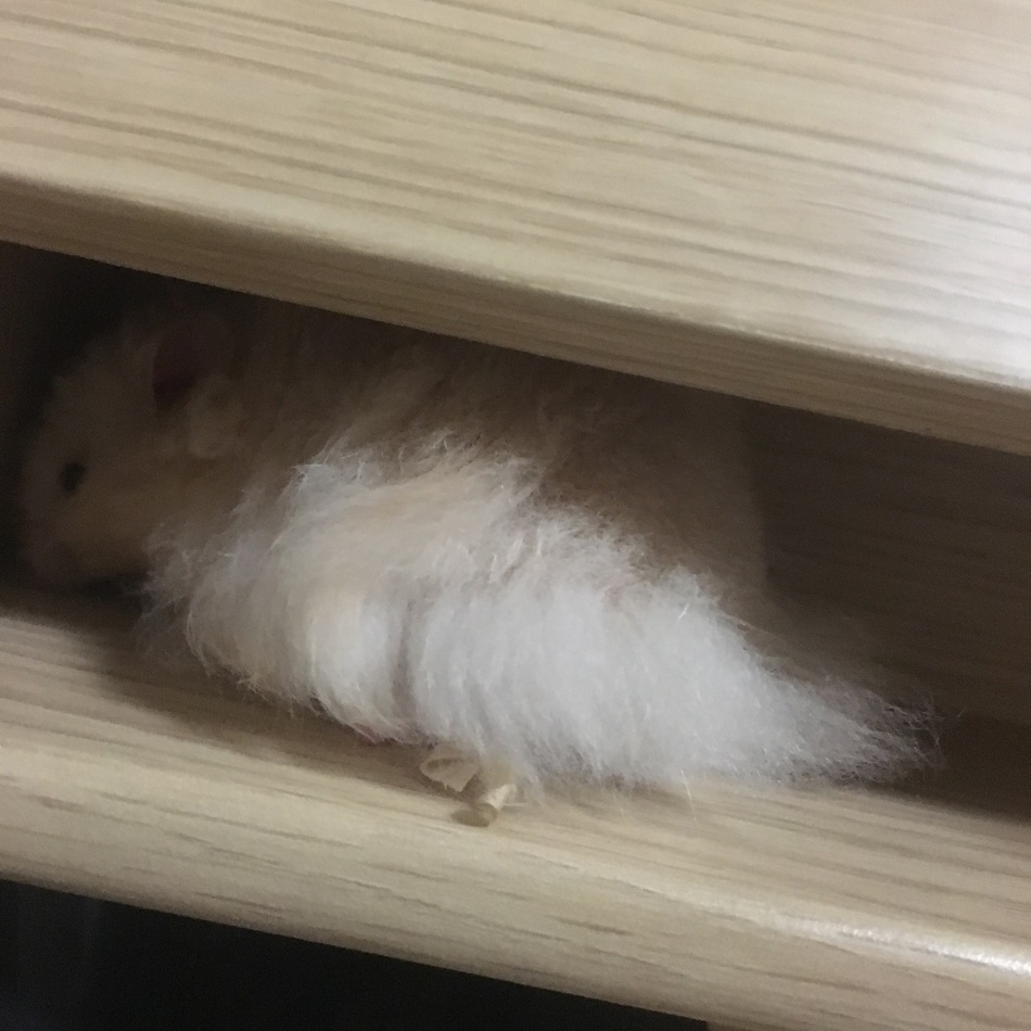 ちくわのカバー写真