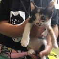 三毛猫４ヶ月