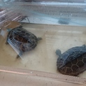 ゼニガメ２匹の里親募集