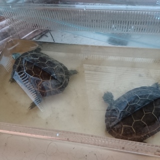 ゼニガメ２匹の里親募集