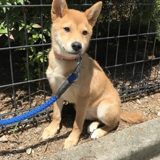 【命が繋がりました】つぶらな瞳の子犬