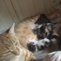 6月21日生まれ。三毛4匹キジ1匹。性別不明