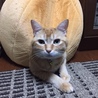 倉見ねこ倶楽部